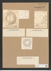 Campylodiscus kittonianus Grev. (de-Toni-Nr.: Genus 57, Species 2510) Zeichnungen Sammlung Grunow Nr. 5020 (NHMW-BOT-W0373275)